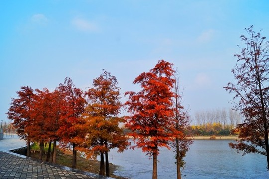 公園彬樹林