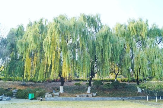冬天公園綠化