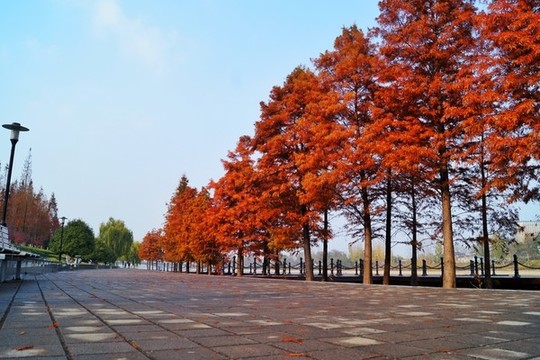 冬天公園的水杉林