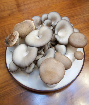蘑菇特寫