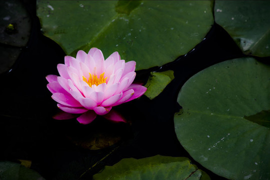 蓮花