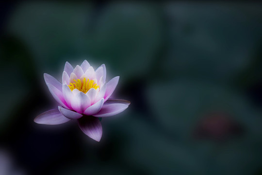 蓮花