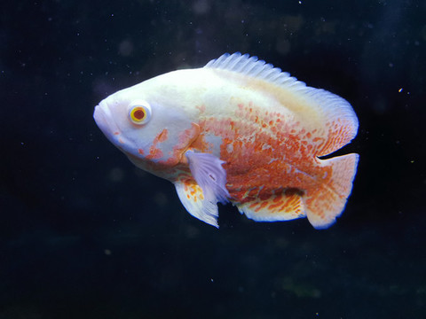 地圖魚