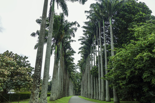 棕櫚樹林蔭道