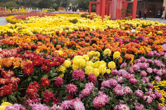 菊花