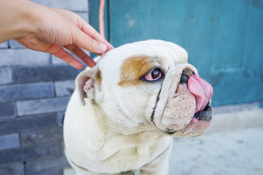 斗牛犬頭部特寫