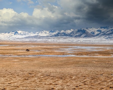 青海祁連山牧場