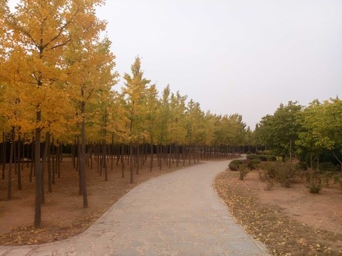 林中小路