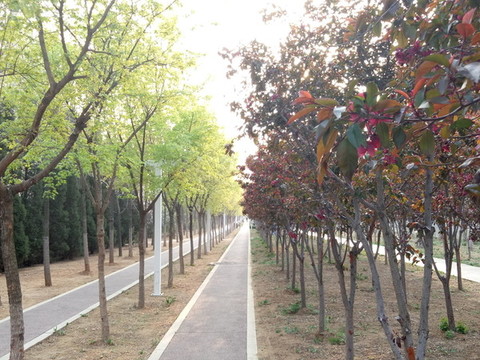 林中小路