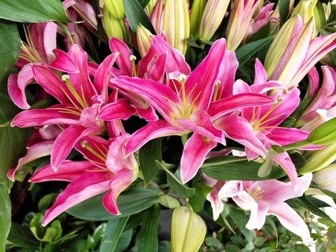 百合花