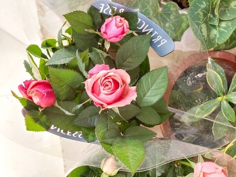 玫瑰花