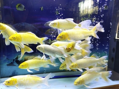 魚
