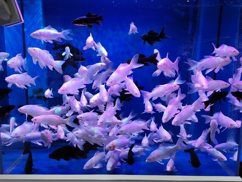 魚