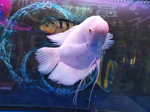 魚