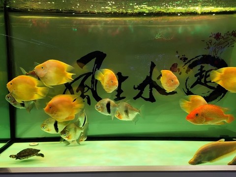 魚