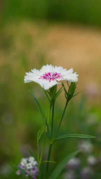 石竹花特寫