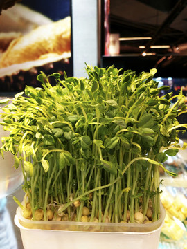 生長綠豆芽
