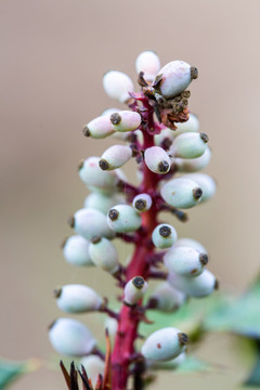 刺黃芩