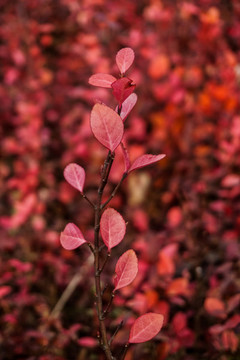 秋天紅葉