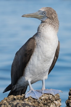 漂亮的鰹鳥