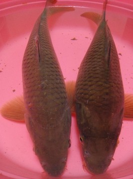鯉魚