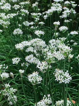 韭菜花