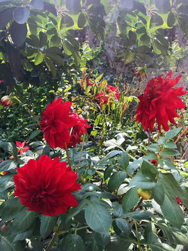 紅花