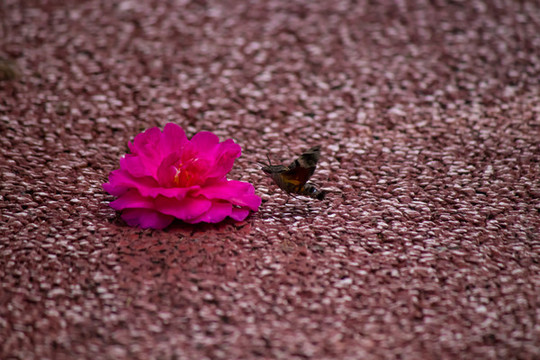 蜂鳥鷹蛾與茶花