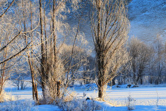 雪原樹林風(fēng)景