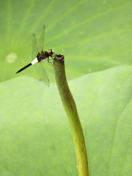 蜻蜓
