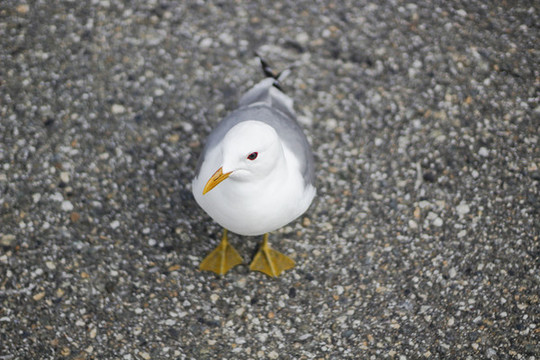 鷗