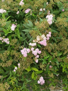 花簇