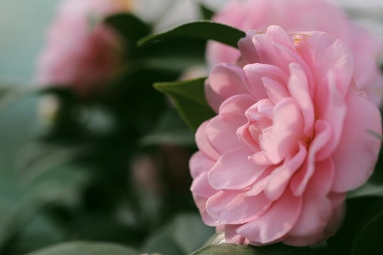 茶花特寫(xiě)