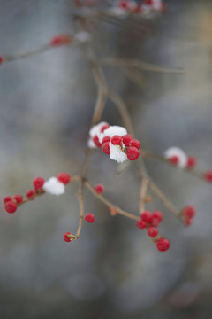 雪中的紅果子4