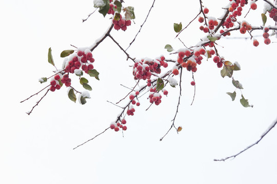 雪中的紅果子2
