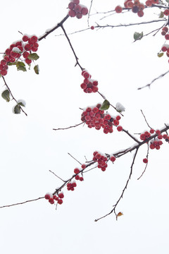 雪中的紅果子3