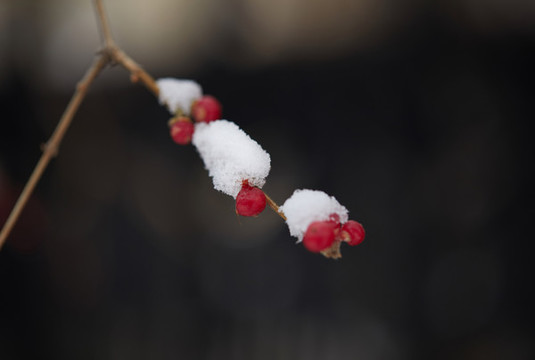 雪中的紅果子5