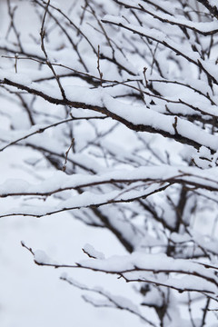 樹枝上的雪1