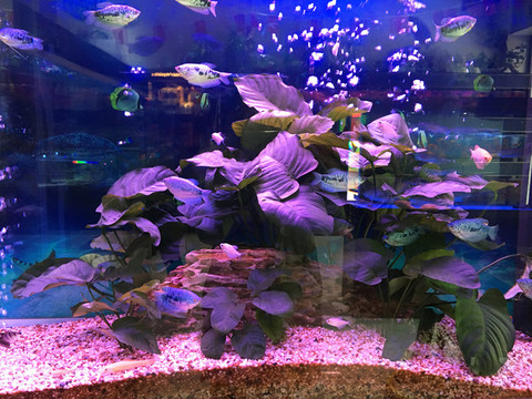 水族館