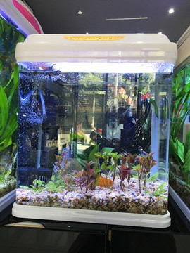 魚缸