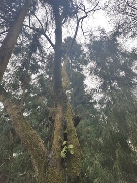 松樹