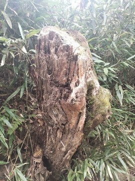 枯木樁