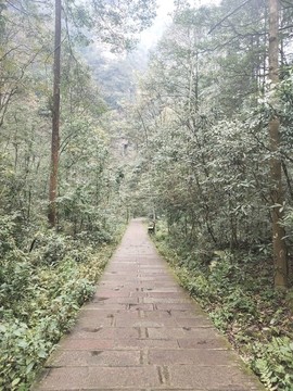 林中小道