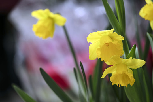 黃水仙花