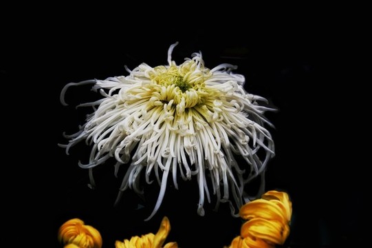 白菊花