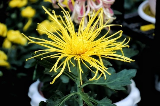 菊花