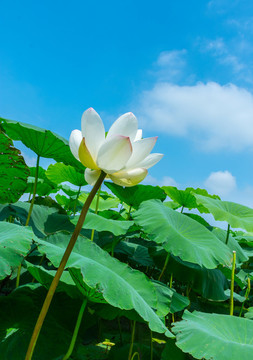 荷花