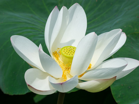 荷花