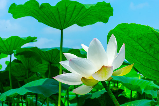 荷花