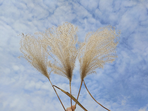 蘆花隨風(fēng)飄